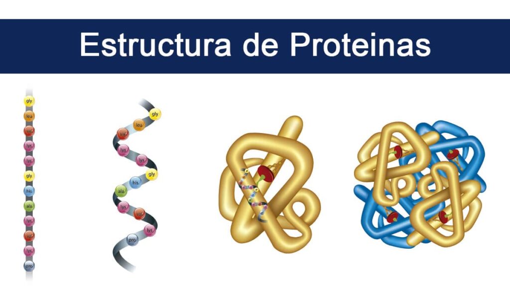 Estructura de las proteínas