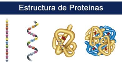 Estructura de las proteínas