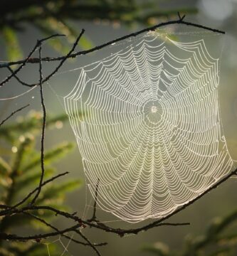 telaraña