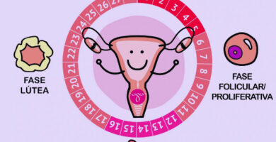 fase menstrual